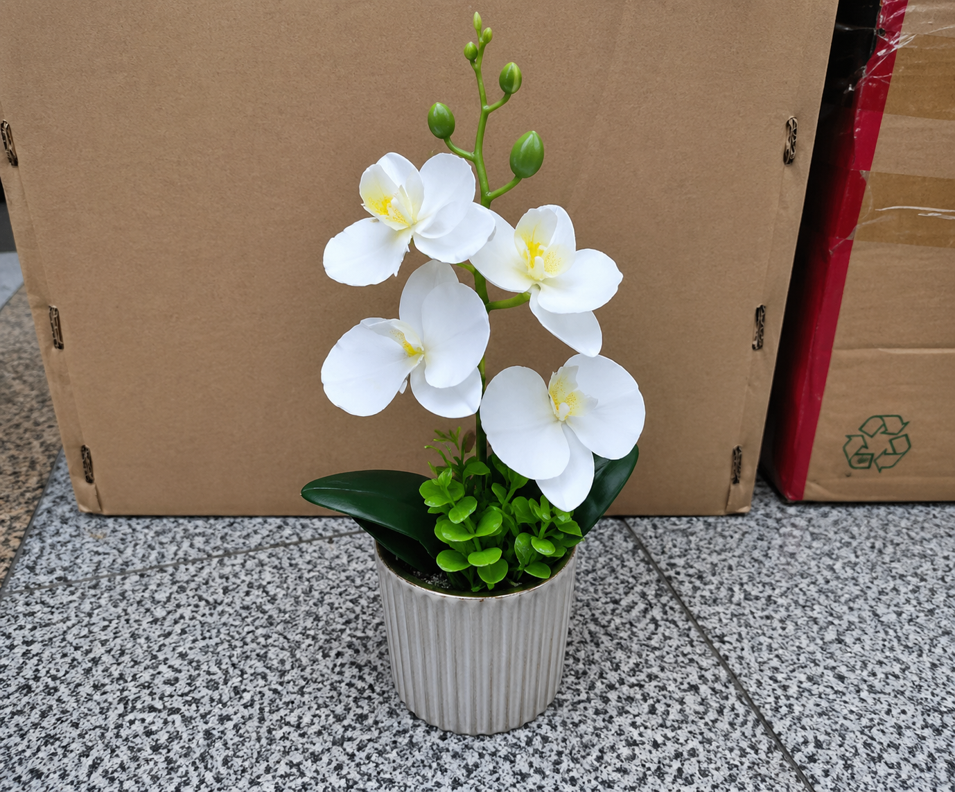 orchid